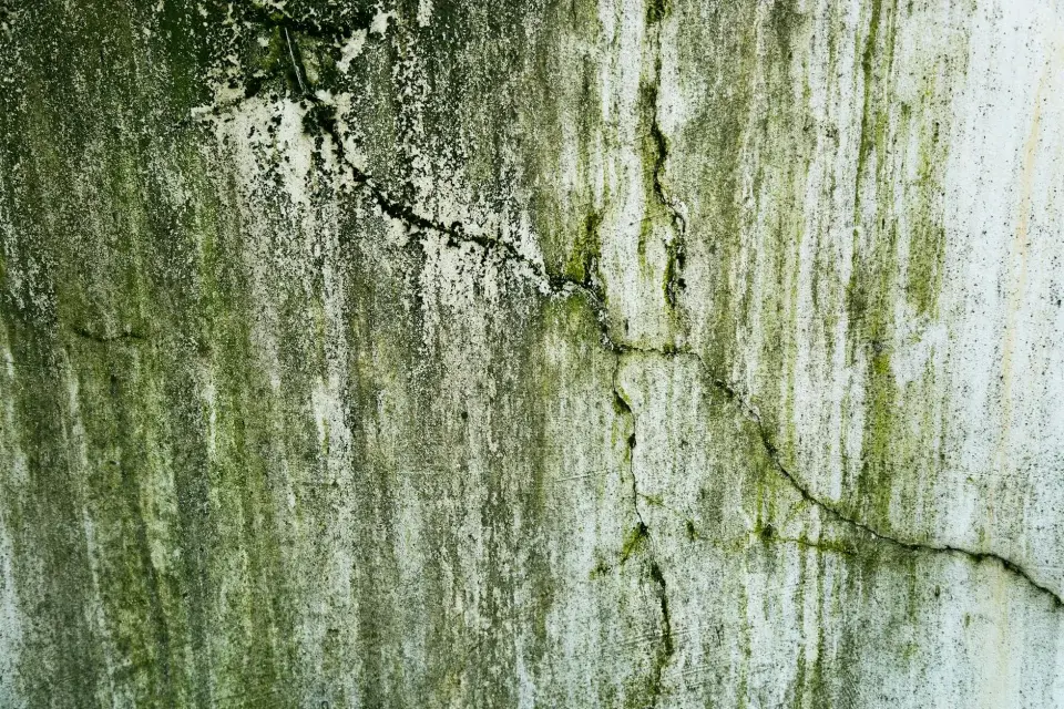 Our Story: Protecting Alpharetta Homes from Mold